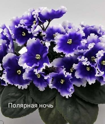 gül şəkilləri profil üçün: 5 — 12