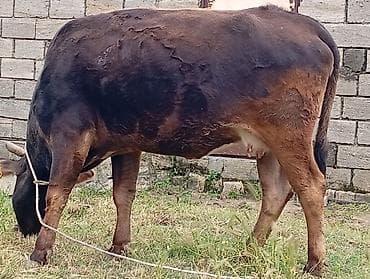 Ətlikdi partdama kökdu Real alcısansa Zeng ele Boşuna yazib Narahat