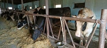 ağ pişik şəkilləri: Məhsul: Qaramal – ət istiqamətli dana/öküzlər Təsvir: - Şəkillərdə — 8