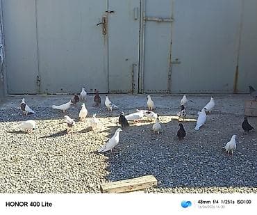 Quşlar: 24 eded heyvandi 5 manatdan satılır ünvan Bine qəsəbəsi zəhmət olmasa — 2
