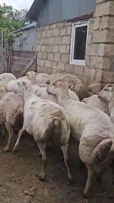 qoyun satşı: Dişi, il: 1, Pulsuz çatdırılma — 6