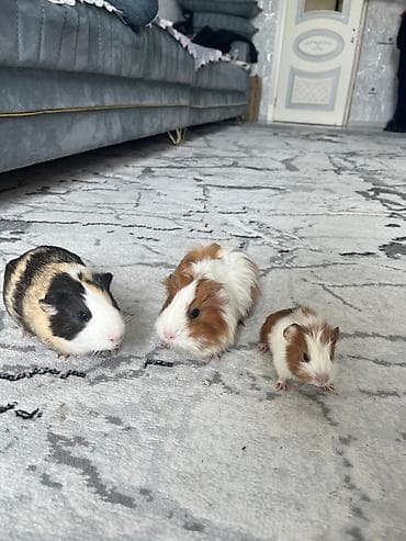 heyvan per page 40: Ev heyvanı – dəniz donuzu (guinea pig) - Rənglər: üçrəng — 1