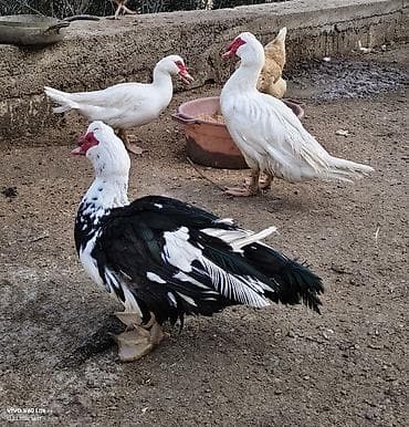 bala ordək: Lal ördək yumurtası, mayalı. iri sortdu — 2