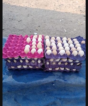 zeytun yağı qiyməti: Heyratı yumurtalari satılır maraglanmaq isdiyen mesaj bölmesine yazsın — 1