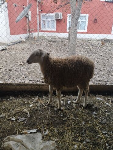 Gəmiricilər: Hər ikisi cins quzlaridir iksdə dişdir 5-6 aylıq quzlardir qiyməti — 7