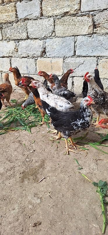 fireng toyuqu: Toyuq, Yumurtalıq, Ödənişli çatdırılma — 5