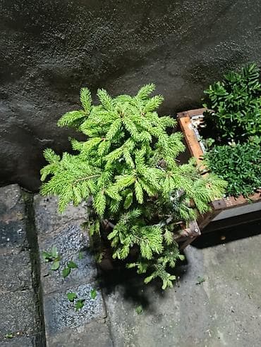 Qara küknar (Picea) – qablarda əkilmiş dekorativ həmişəyaşıl — 3