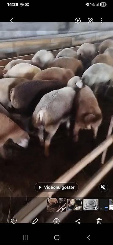 Qoyun sürüsü satılır – ət və damazlıq istiqamətli - Yerli quyruqlu lalafo.az -da Qoyun sürüsü satılır – ət və damazlıq istiqamətli - Yerli quyruqlu