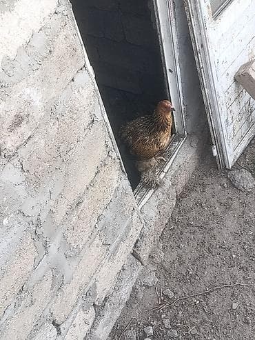 toyuqlar xoruzlar: Salam tam sağlam cücələri xoruzlar 25 m Ferələri 20 manatdan 7 ayın — 5