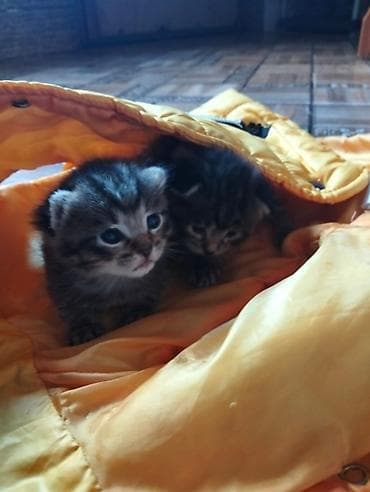 отдам котят в хорошие руки бесплатно: Табби, Самец, Самка, В добрые руки — 3