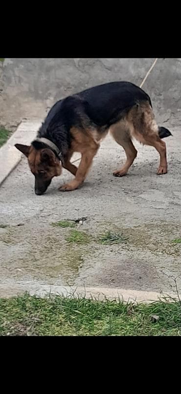 coban it: Alman çoban iti, 1 il, Dişi, Peyvəndli, Ünvandan götürmə — 3