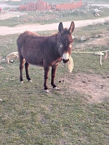 Salam esseyler satlir ana baladi anasi bogazdir