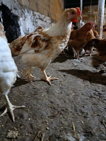 toyuq yuvasi: Toyuq cücələri, Damazlıq, Ödənişli çatdırılma — 5