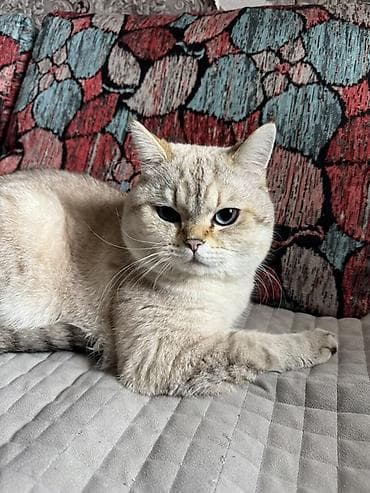 erkək keci: Britan, Erkək — 1