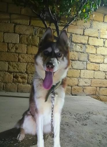 itlerin ucuz qiymete satisi: Xaski, 1 il, Erkek, Peyvəndli, Ünvandan götürmə — 1