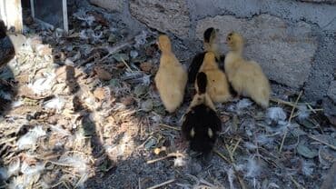 дом для собак: Ördəklər — 2