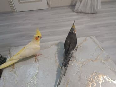 sağlam həyat sağlamlıq mərkəzi: Tam saxlam quş du dişi erkek di erkək oğuyur 1yaş yarım dı qəfəs lə — 3