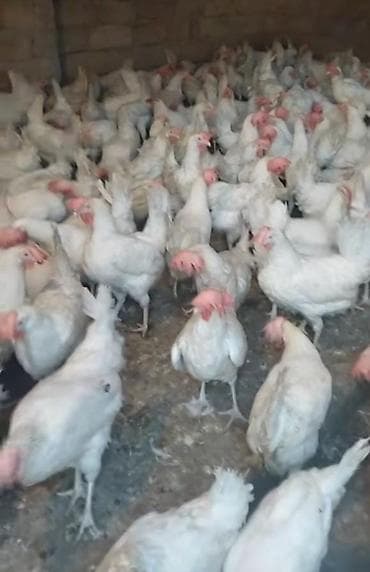 tap az yumurtlayan toyuqlar: Toyuq, Liqorin, Yumurtalıq, Pulsuz çatdırılma — 2