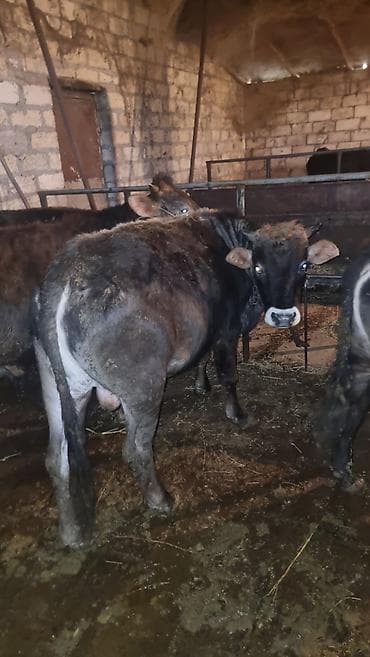 Другие с/х животные: Salam Goranboy rayonunda 5 ədəd bordag erkək dana satilir . Danalara 5 — 5