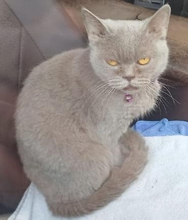 Собаки: Британская, Самка, Самовывоз — 4