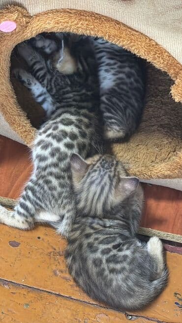 котята породистые купить: Бенгальская — 2