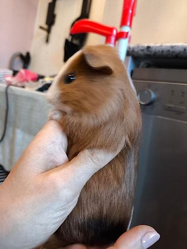 kənd heyvanları: Məhsul: Qvineya donuzu balaları (ev heyvanı) Təsvir: - Rəng çeşidi — 9