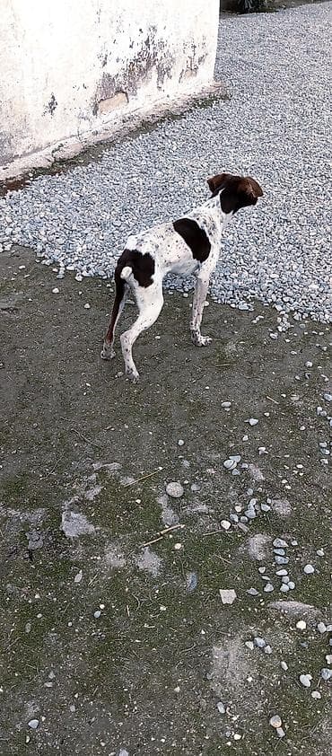 heyvan şekilleri: 5 ay, Erkek, Peyvəndli, Ünvandan götürmə — 6