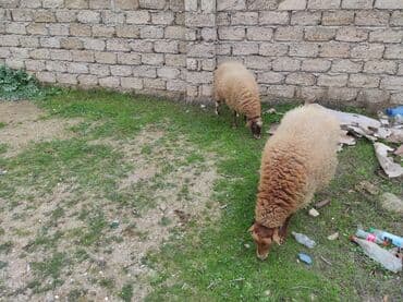 Qazlar: Dişi, il: 1, 80 kq, Damazlıq, Ünvandan götürmə — 3