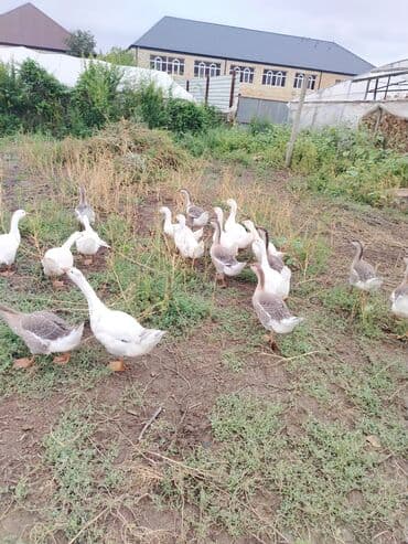 sort qazlar: Qaz sürüsü – yerli təsərrüfatda yetişdirilmiş - Ağ və boz rəngli — 1