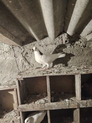 quş damı: Salam quşdar satlır tam saglam usd usdə 7m — 1