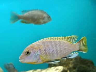 oskar balığı: Cixlid balığı, Yırtıcı — 1