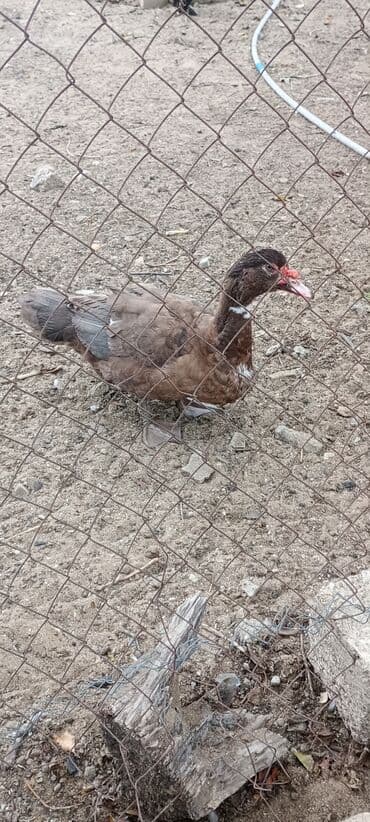 ordey balası: Erkək, | Macar, Damazlıq, Ödənişli çatdırılma — 4