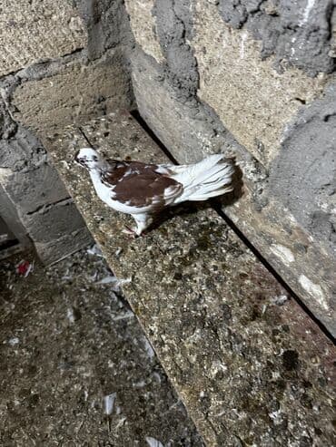 göyercin yuvası: Salam 18.19 quwdi hamsi tam sağlamdi oz quwdarimdi isimle elaqeder — 7