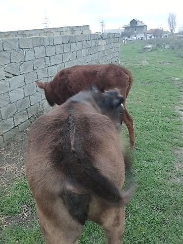 sudluk inek satilir: Dana, buzov, Dişi, ay: 10, Ətlik, Ünvandan götürmə, Ödənişli çatdırılma — 5
