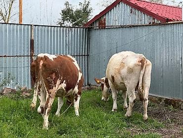Digər kənd təsərrüfatı heyvanları: Heyvanlar 2ci və 3cü balaya 7aylıq boğazdır. Təmiz qan Smentaldır. Çox — 6