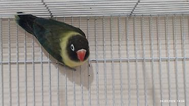 dekorativ quslar: PAPUQAY FİŞER ERKƏK DİŞİ.TƏK TƏK AYRI QİYMƏT CÜT AYRI QİYMƏTDİ — 2