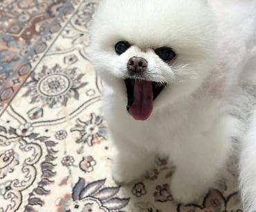 2 ay, Dişi, Sənədli, Ünvandan götürmə lalafo.az -da 2 ay, Dişi, Sənədli, Ünvandan götürmə