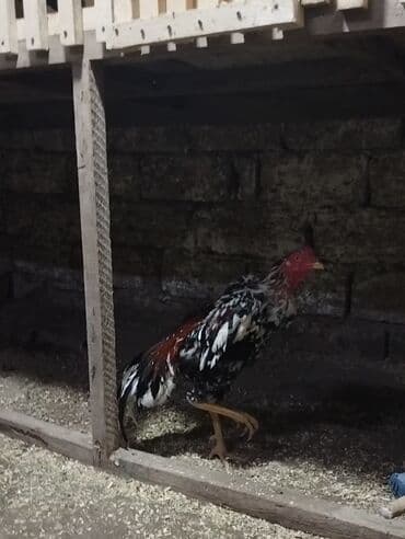 Chevrolet: Петух, Heyrati, лет: 1, Самовывоз — 2