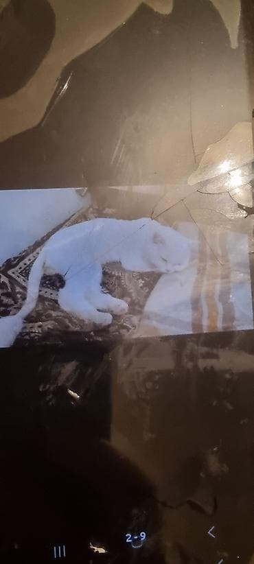 pisik adlari: Ev pişiyi – müxtəlif rənglərdə - Rənglər: tünd boz (mavi tonlu), ağ — 5