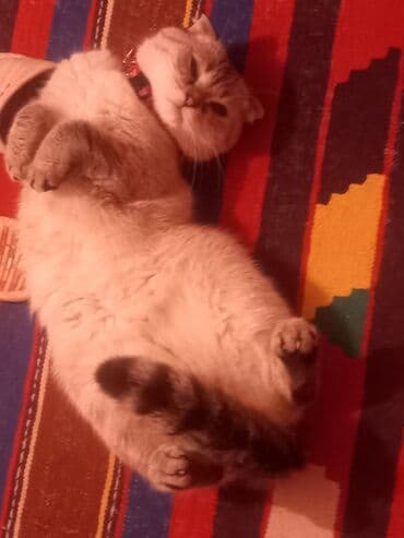 американский вислоухий кот: Шотладская вислоухая, Самка, В добрые руки, Самовывоз — 5