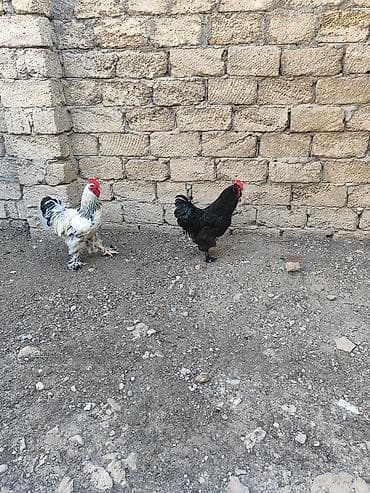 Heyvanlar: Toyuq, Brama, Damazlıq — 3