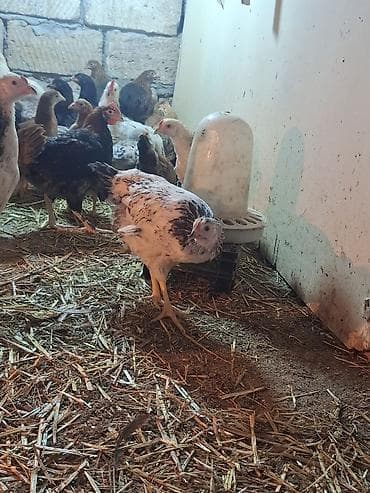 balaca it şəkilləri: Toyuq cücələri, Ətlik — 3