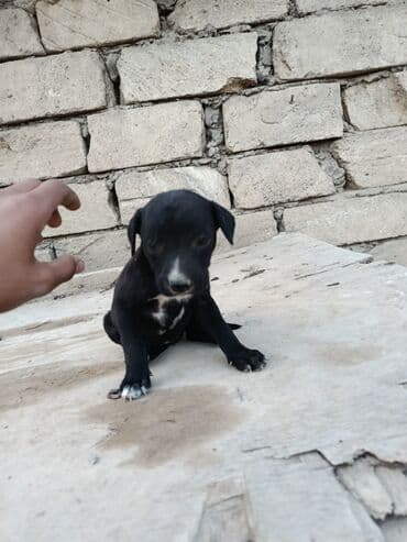 pitbul itlər: Питбуль, 1 месяц, Самец — 4