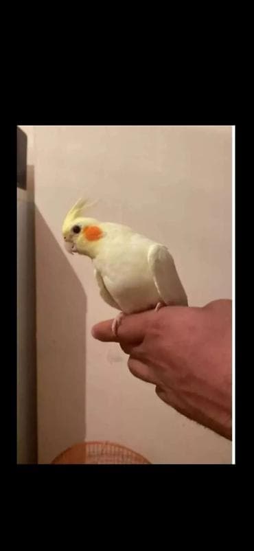 Heyvanlar üçün mallar: El quwu rucnoy Karella sultan papuqayi satiram əl quşudu, rucnoydu — 1