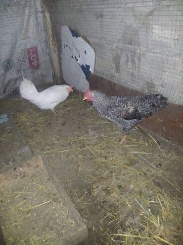 qara pisik sekilleri: Qiymət ikisinə aidir — 2