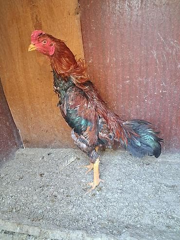 hinduska balasi satilir 2019: 8 ayliq becedi real alicilar narahat etsin xaiw olunur isteyen tayini — 4