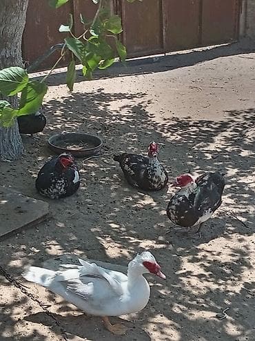 4ərkək bir dişi satılır 5biryerde 170 manat — 3