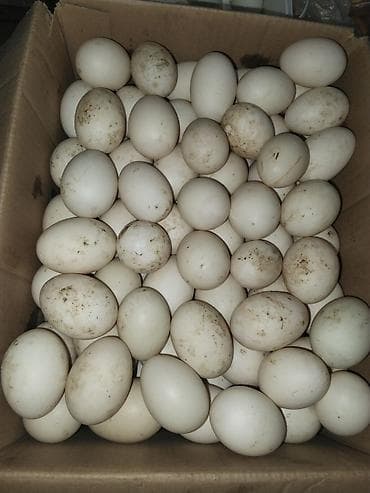 Мясная продукция: Salam Aleykum pekin yaşıl baş yerli ördek yumurtasi satılır — 1