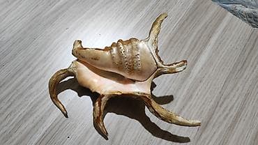 şar dekoru: Dekorativ dəniz ilbizinin qabığı – “spider conch” üslubunda - — 3