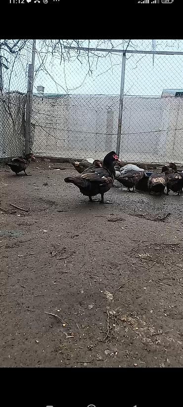 Erkək, | Lal ördək, Ətlik, Ünvandan götürmə, Ödənişli çatdırılma